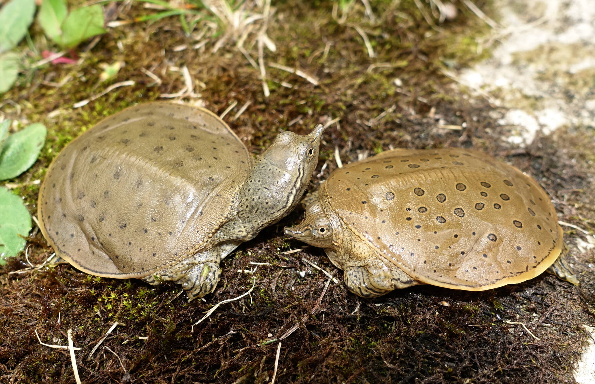 Move over Mr. Beaver, softshell turtle is the most Canadian of