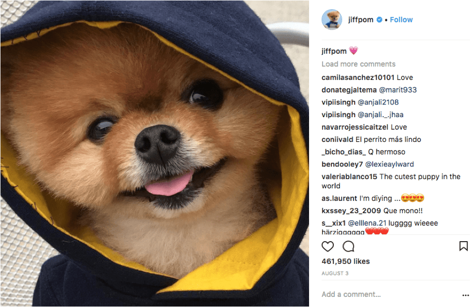What Dog Has The Most Instagram Followers