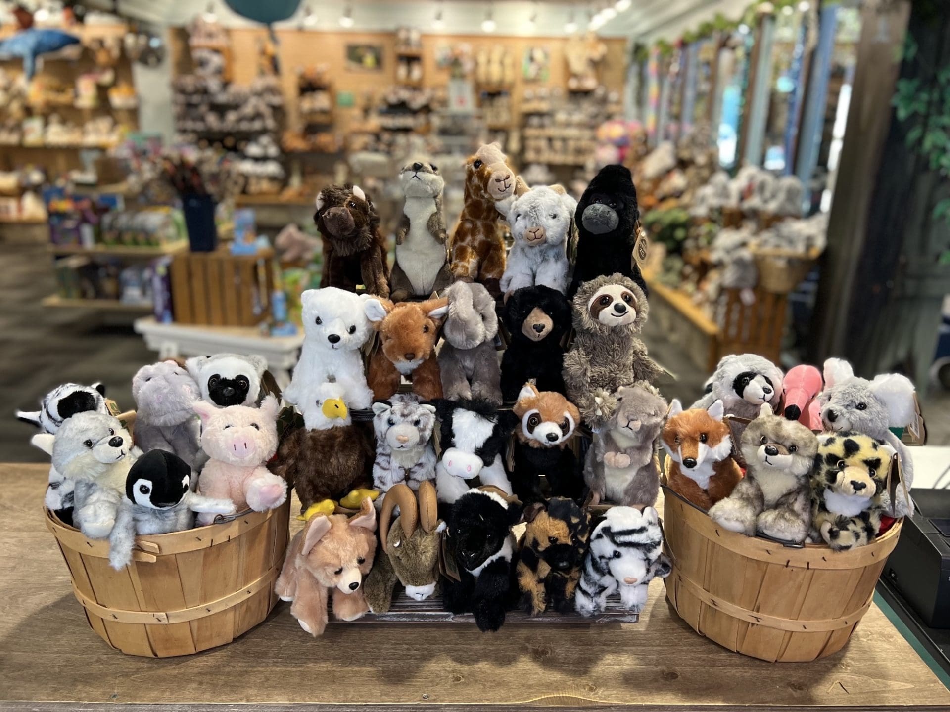 North Woods Gift Store The Buttonwood Park Zoo