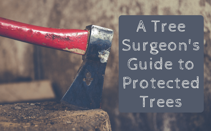 How to Work on a Protected Tree Brackendale Tree Care