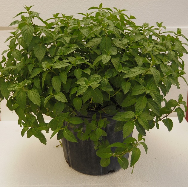 Herbs Peppermint Brad's Bedding Plants, Inc.