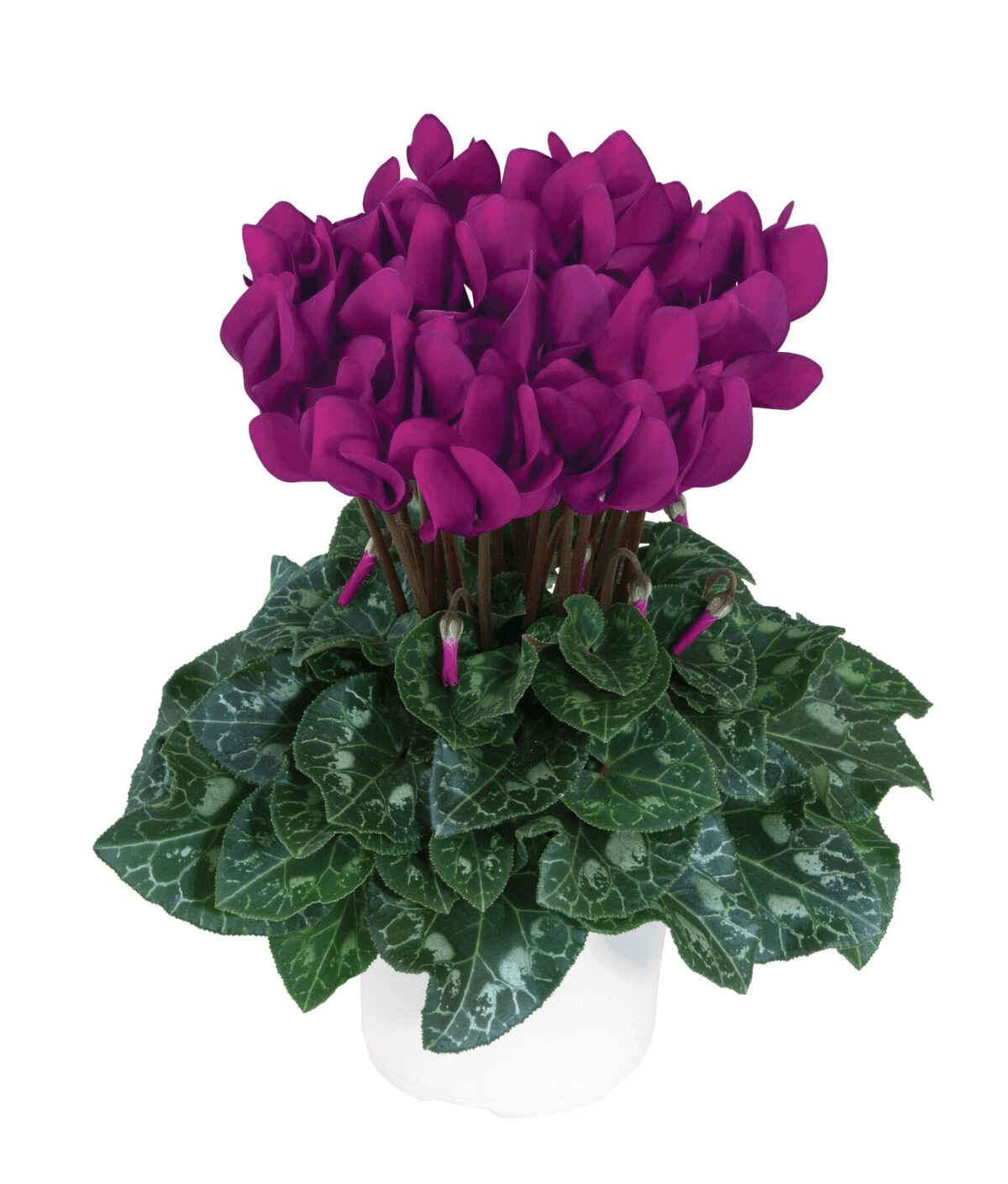 Purple Cyclamen Brad's Bedding Plants, Inc.