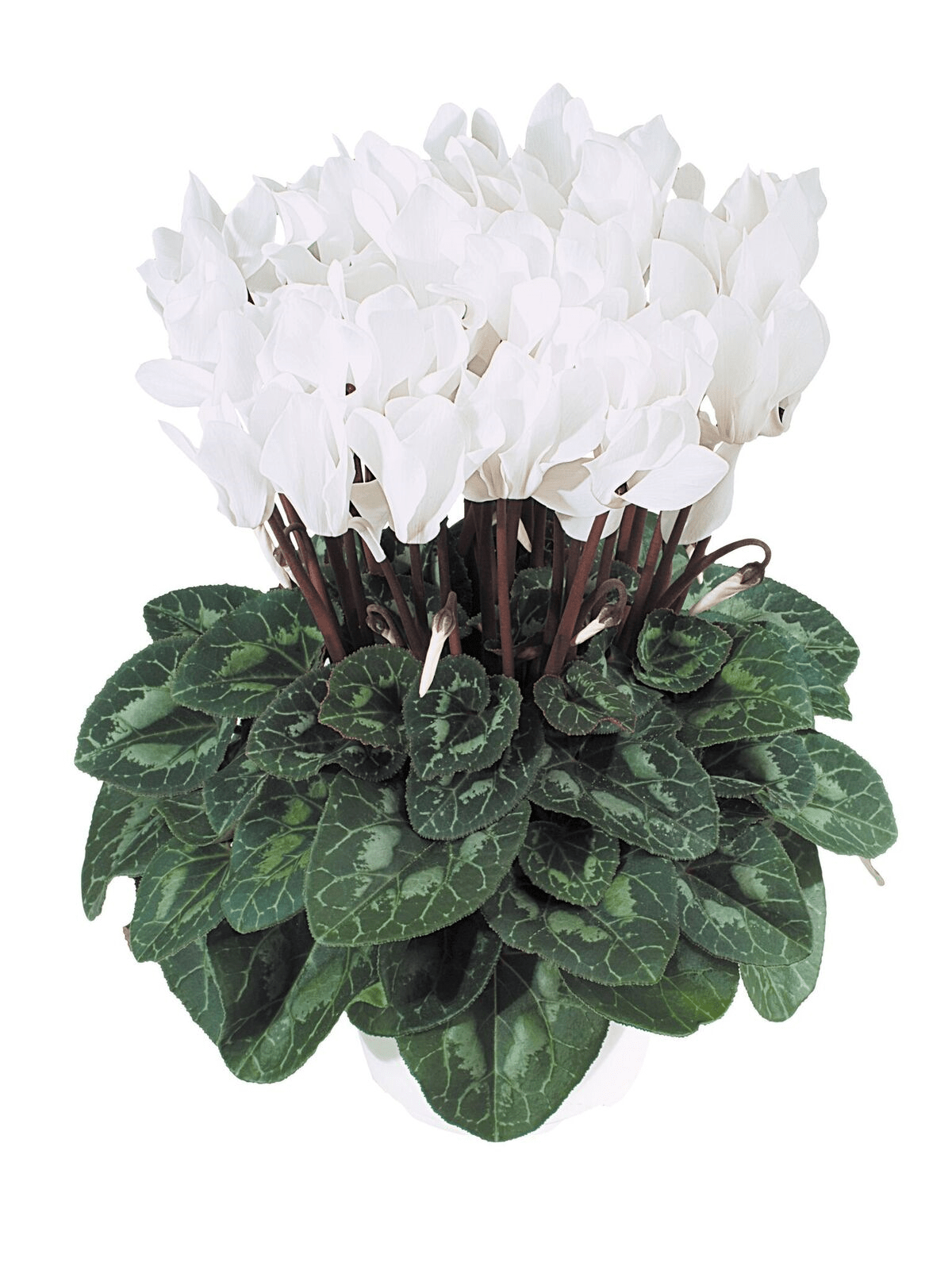 White Cyclamen Brad's Bedding Plants, Inc.