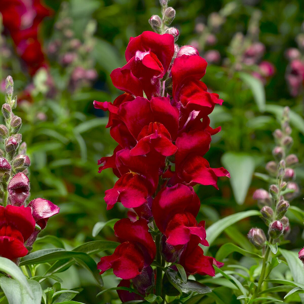 Snapdragon Snaptastic Red Brad's Bedding Plants, Inc.