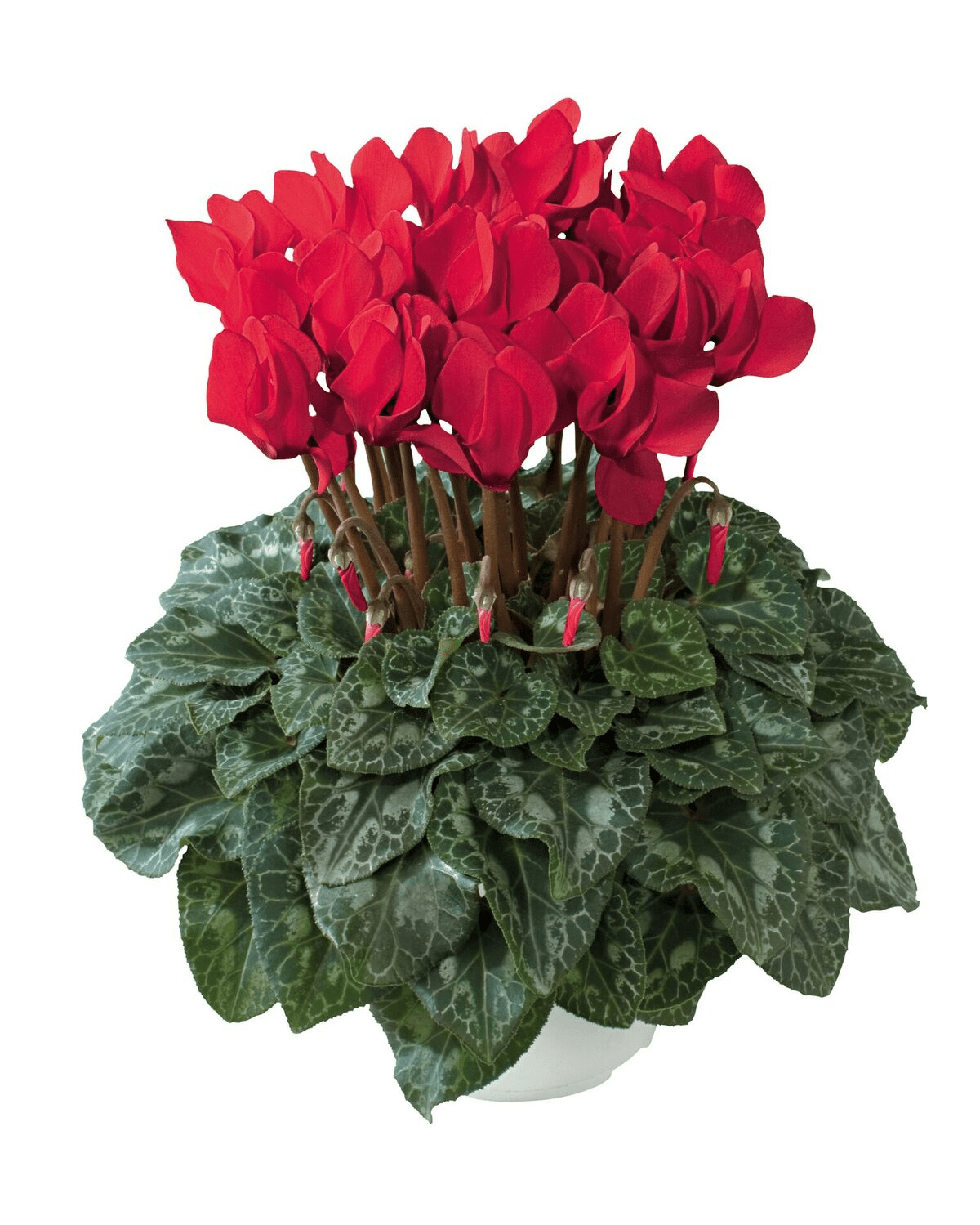 Bright Red Cyclamen Brad's Bedding Plants, Inc.