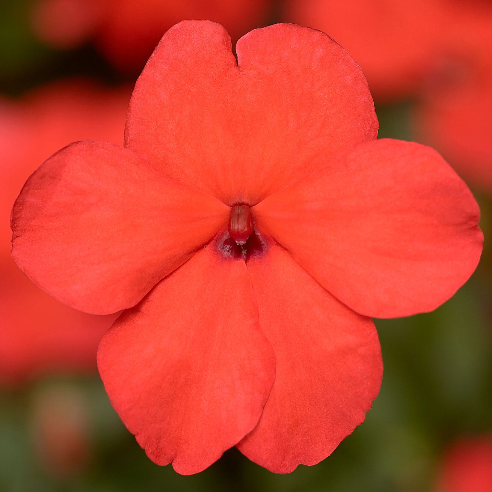 Impatiens Imara Orange Brad's Bedding Plants, Inc.