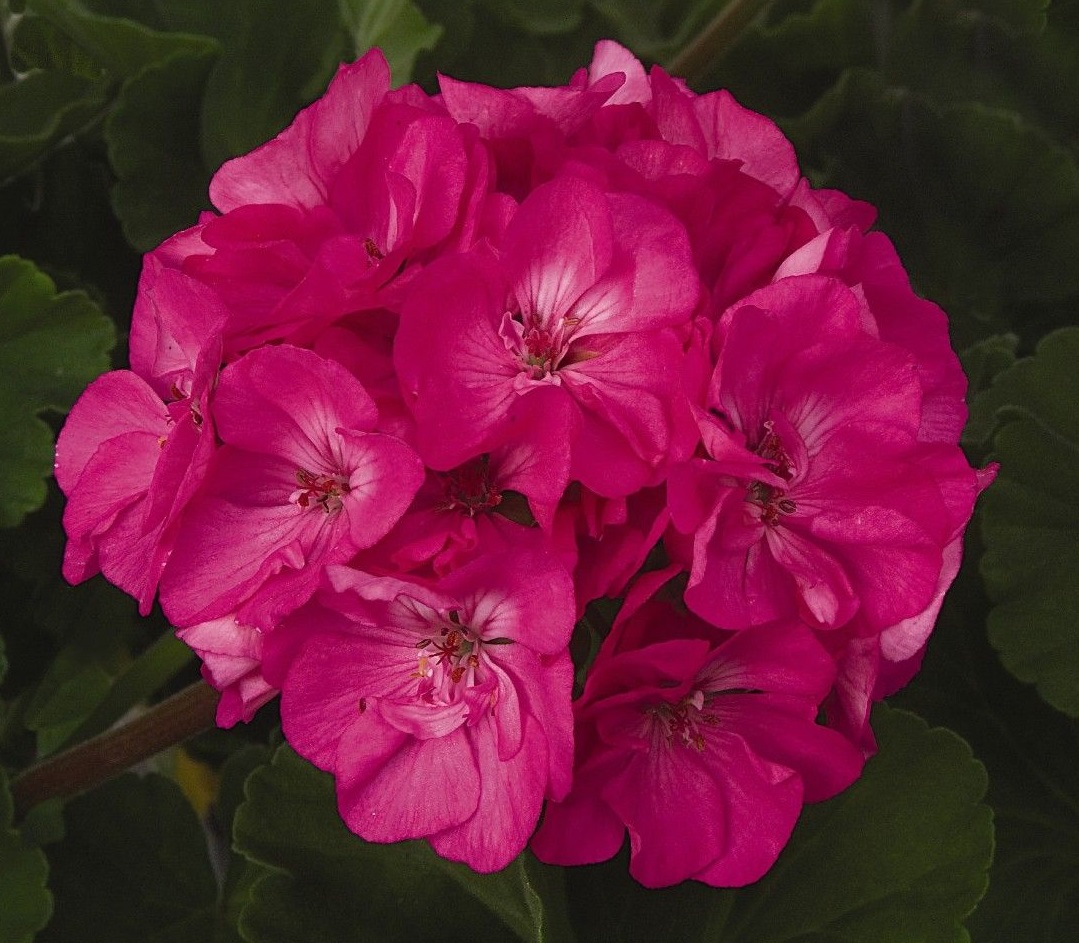 Geraniums Patriot Rose Pink Brad's Bedding Plants, Inc.