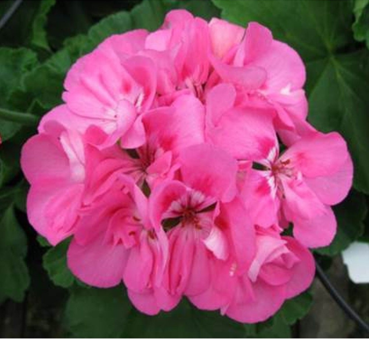 Geraniums Patriot Tickled Pink Brad's Bedding Plants, Inc.