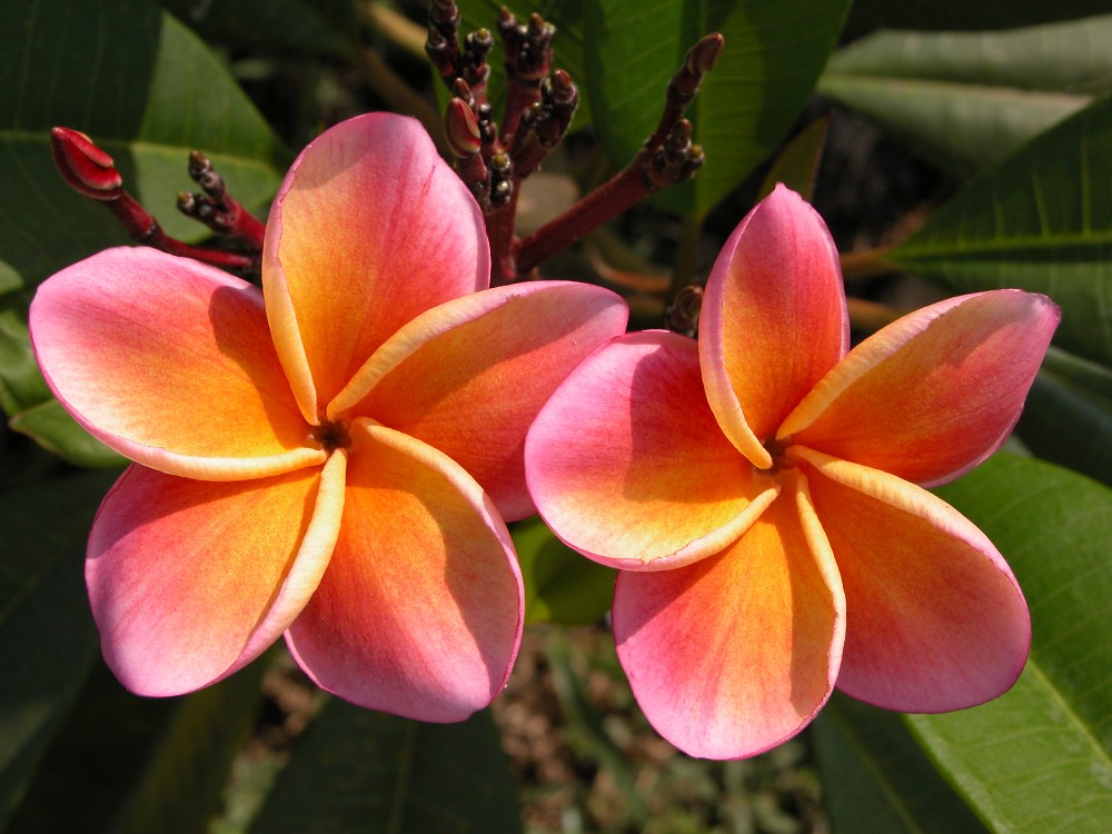 Kimo 5 seeds Brad's Buds and Blooms