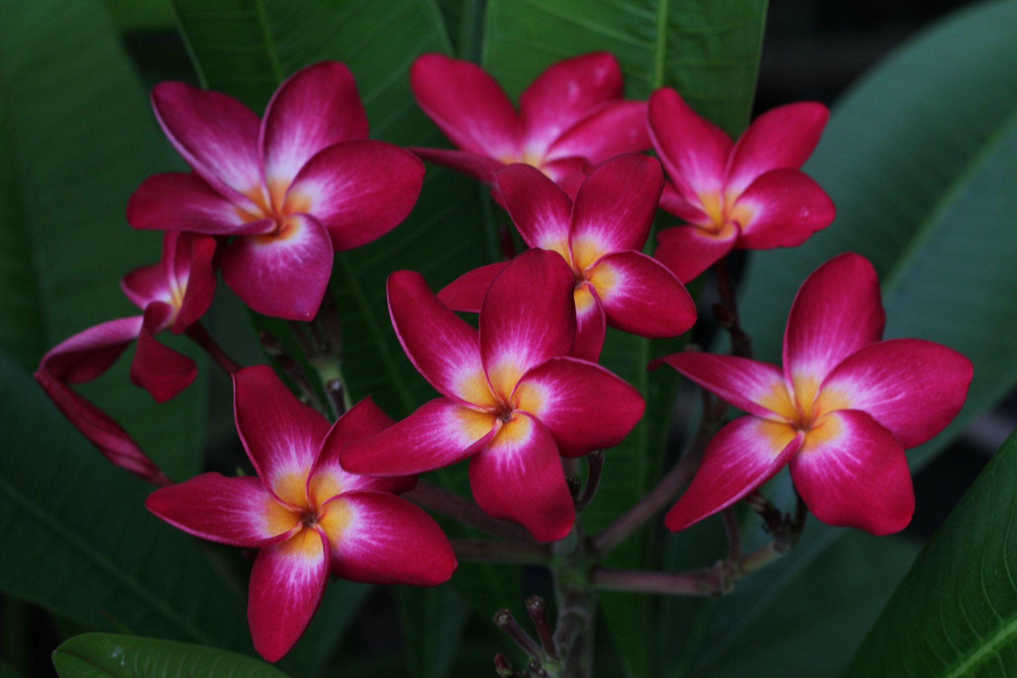 Solar Eclipse Brad's Buds and Blooms