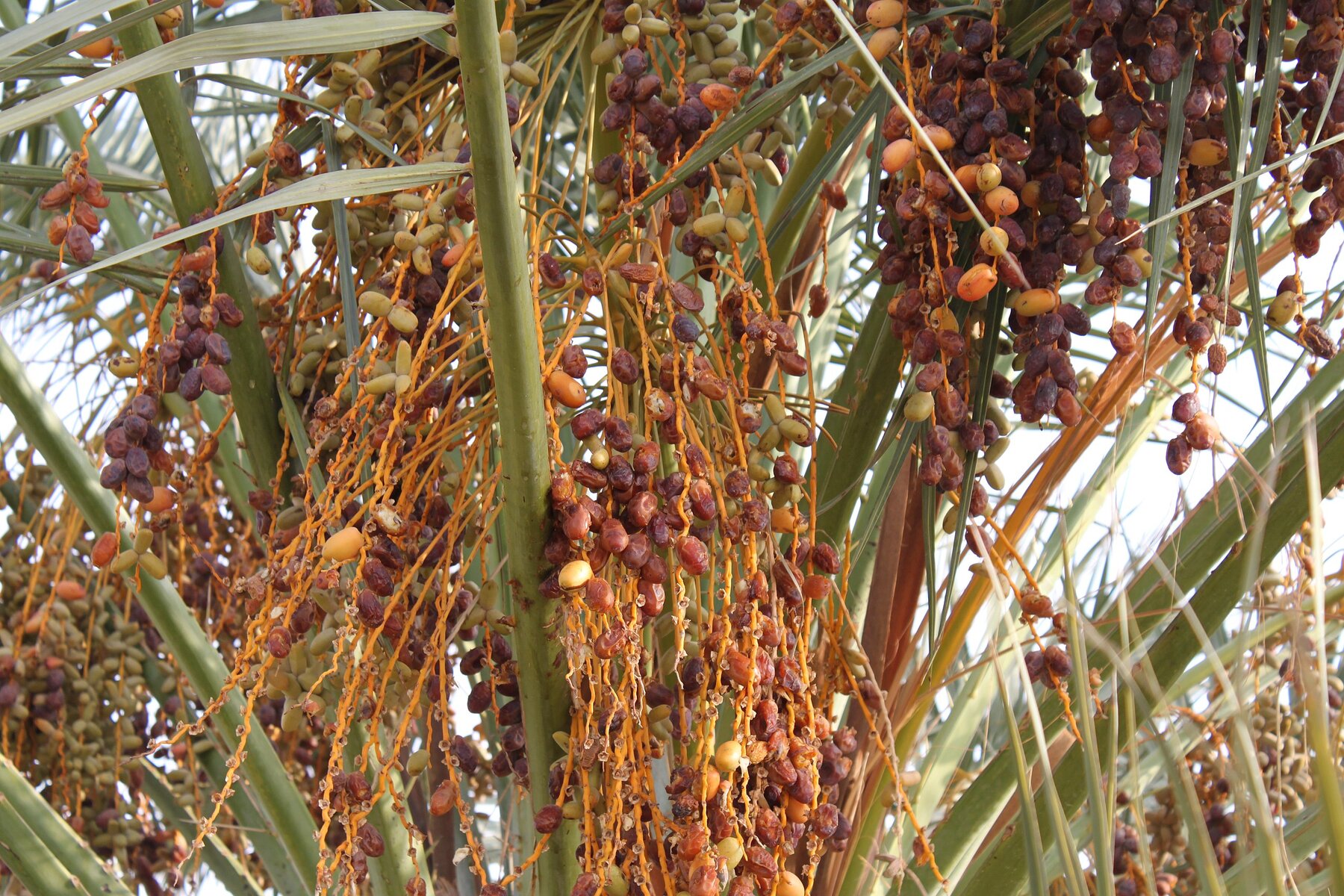 Cream of the crop dates in Oman