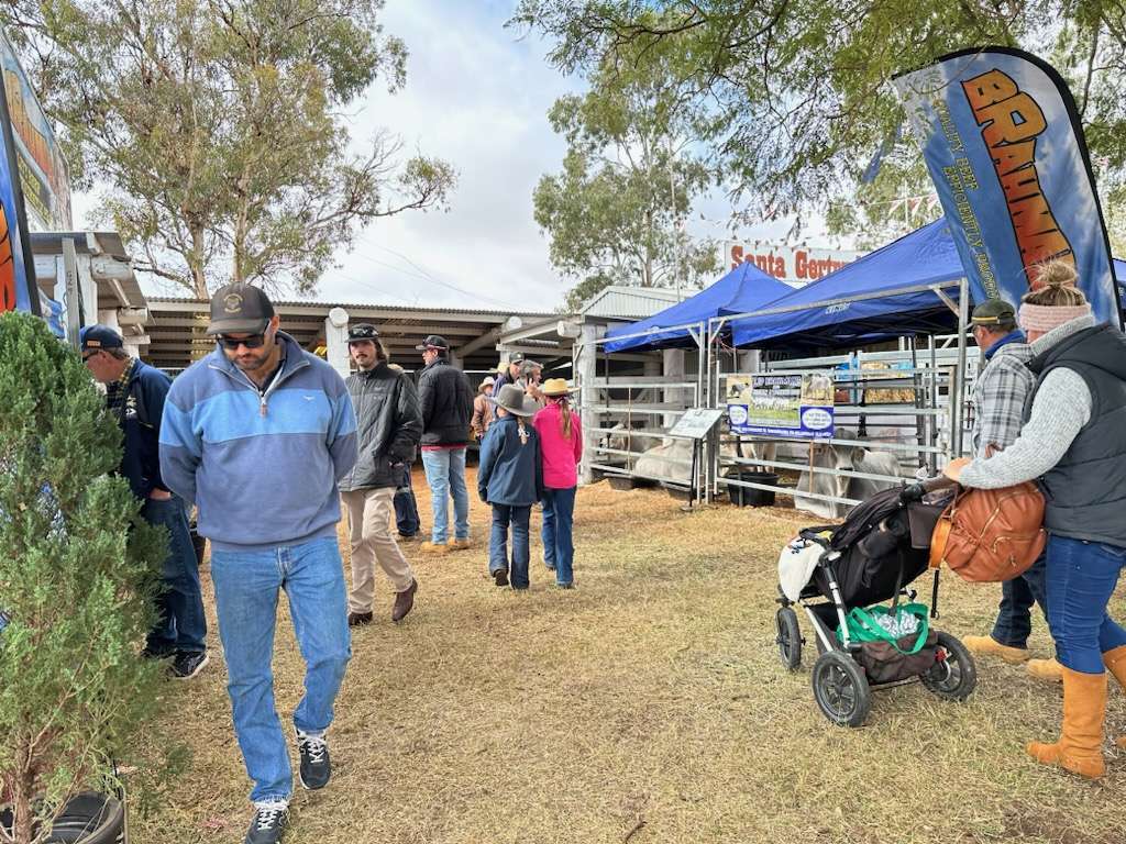 Farmfest 2025 Exhibitor List FarmFest 2025 Brahman Feature Show Prospectus Australian Brahman
