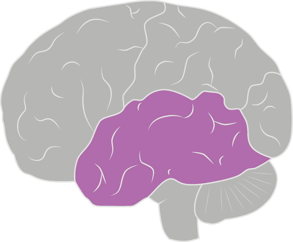 Anatomy of the brain and spine Brain & Spine Foundation