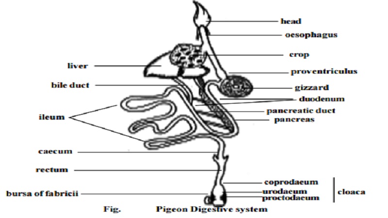 Pigeon Digestive system