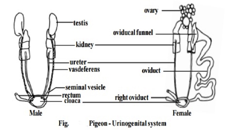 Pigeon Urinogenital system and Male, Female reproductive organs