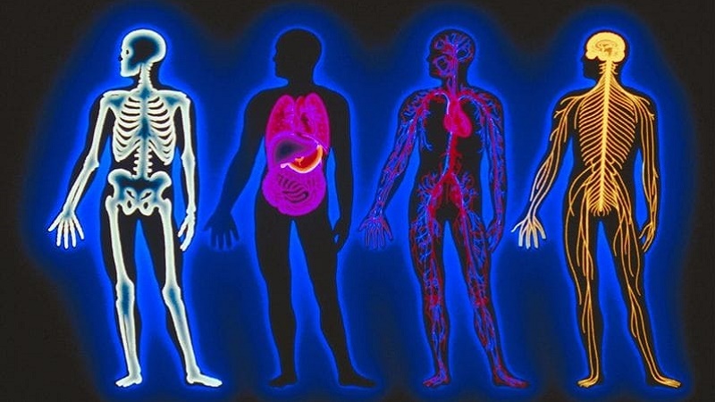 Essentials of Anatomy and Physiology Lecture Notes, Study Material
