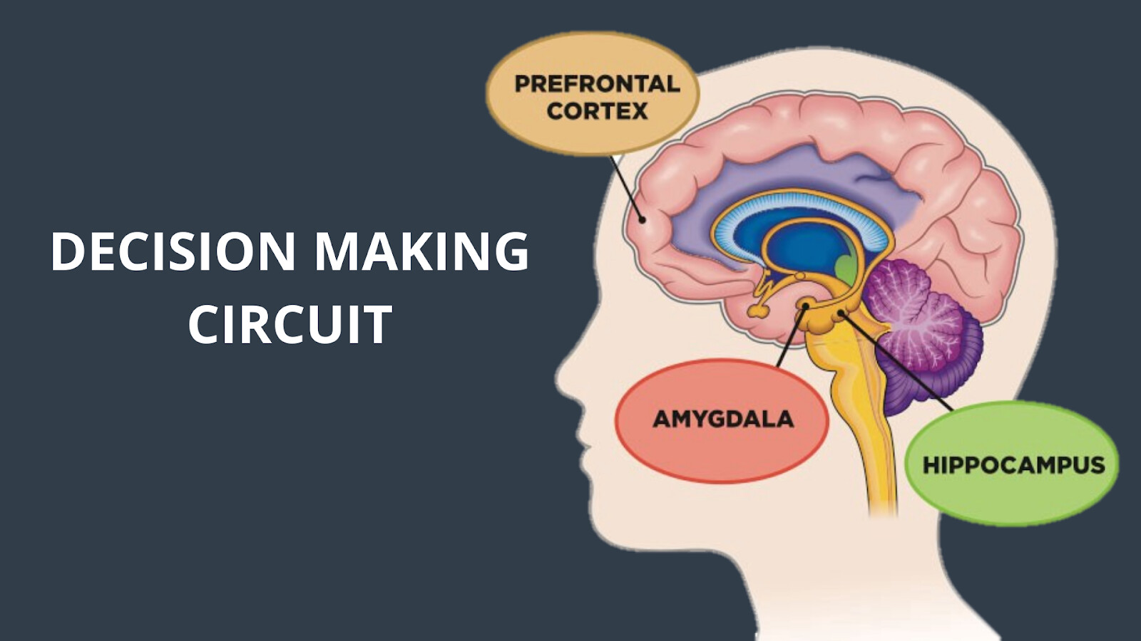 Decision Making Brain