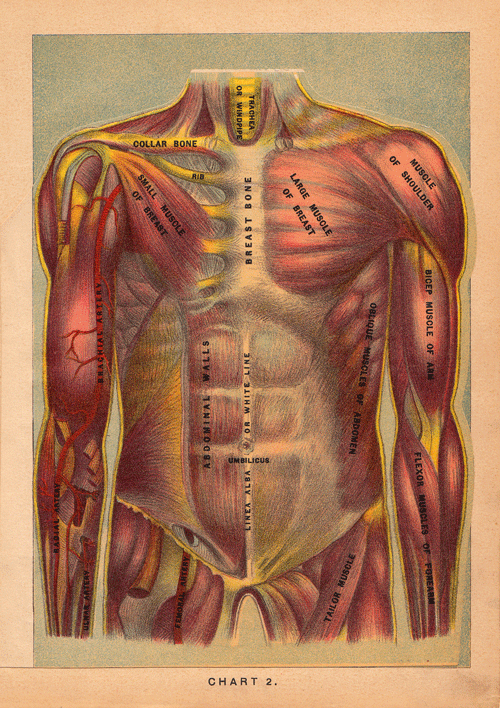 Anatomical FlapUp Illustrations from 1901 Adapted as