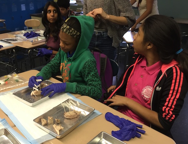 Dissecting Sheep Brains With Sixth Graders | Brains Explained