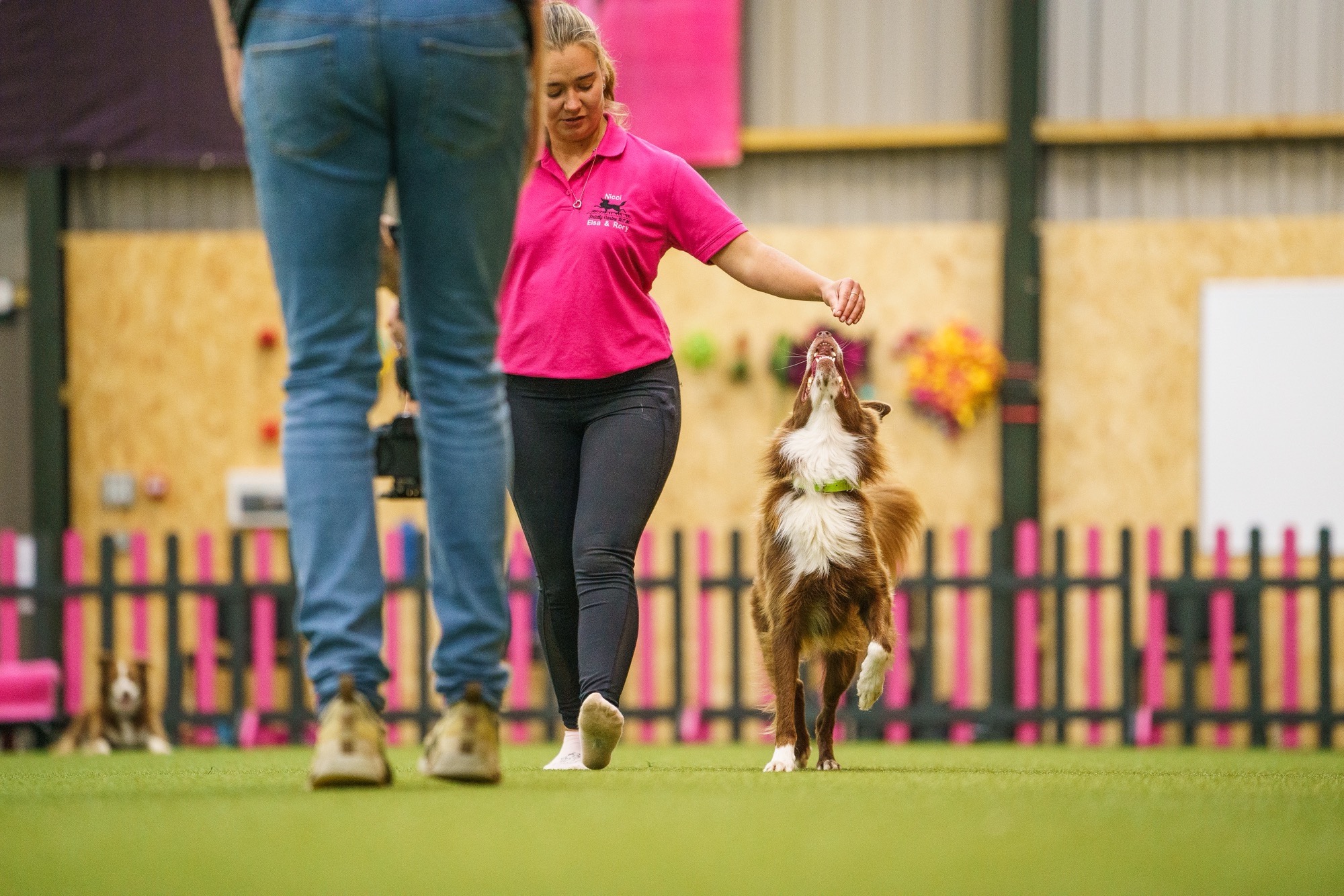 Ogilvie Dogs Training Centre bramarpla