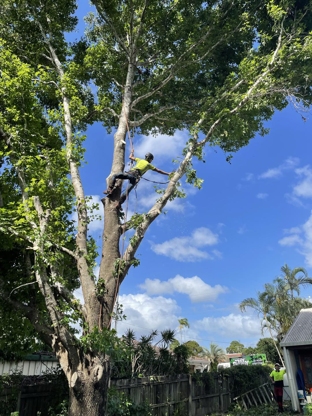 Arborist Branching Out Tree Services Tree Removal Sunshine Coast Stump Grinding