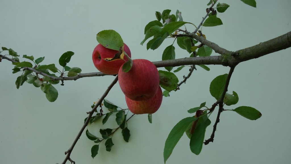 How To Trim An Overgrown Apple Tree About Tree