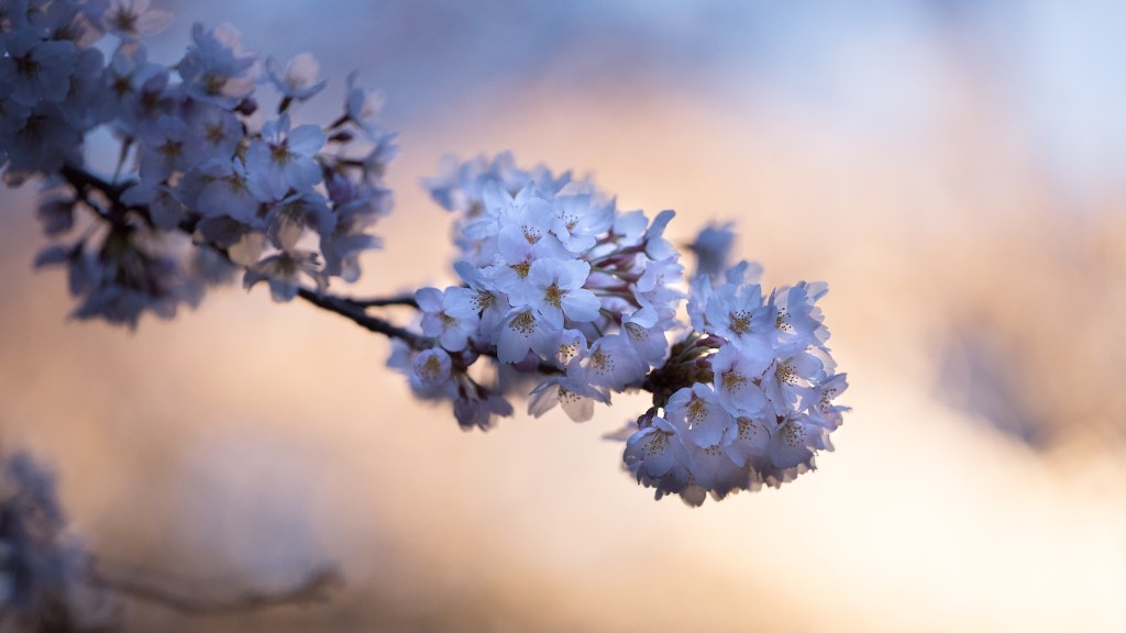 How To Shape A Weeping Cherry Tree About Tree