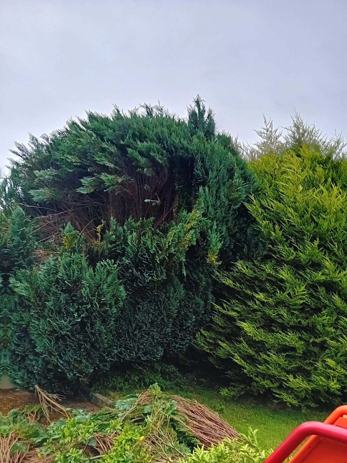 Special Branch Tree & Garden Service