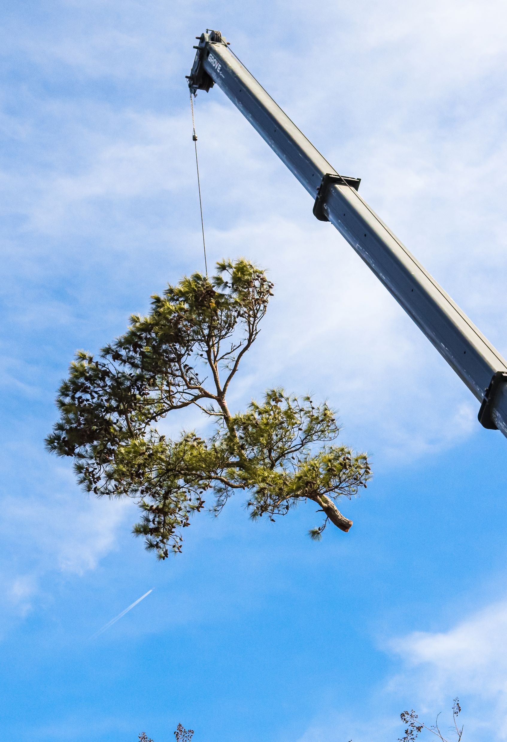 Crane Services Brandon’s Tree Service LLC Tree Removal