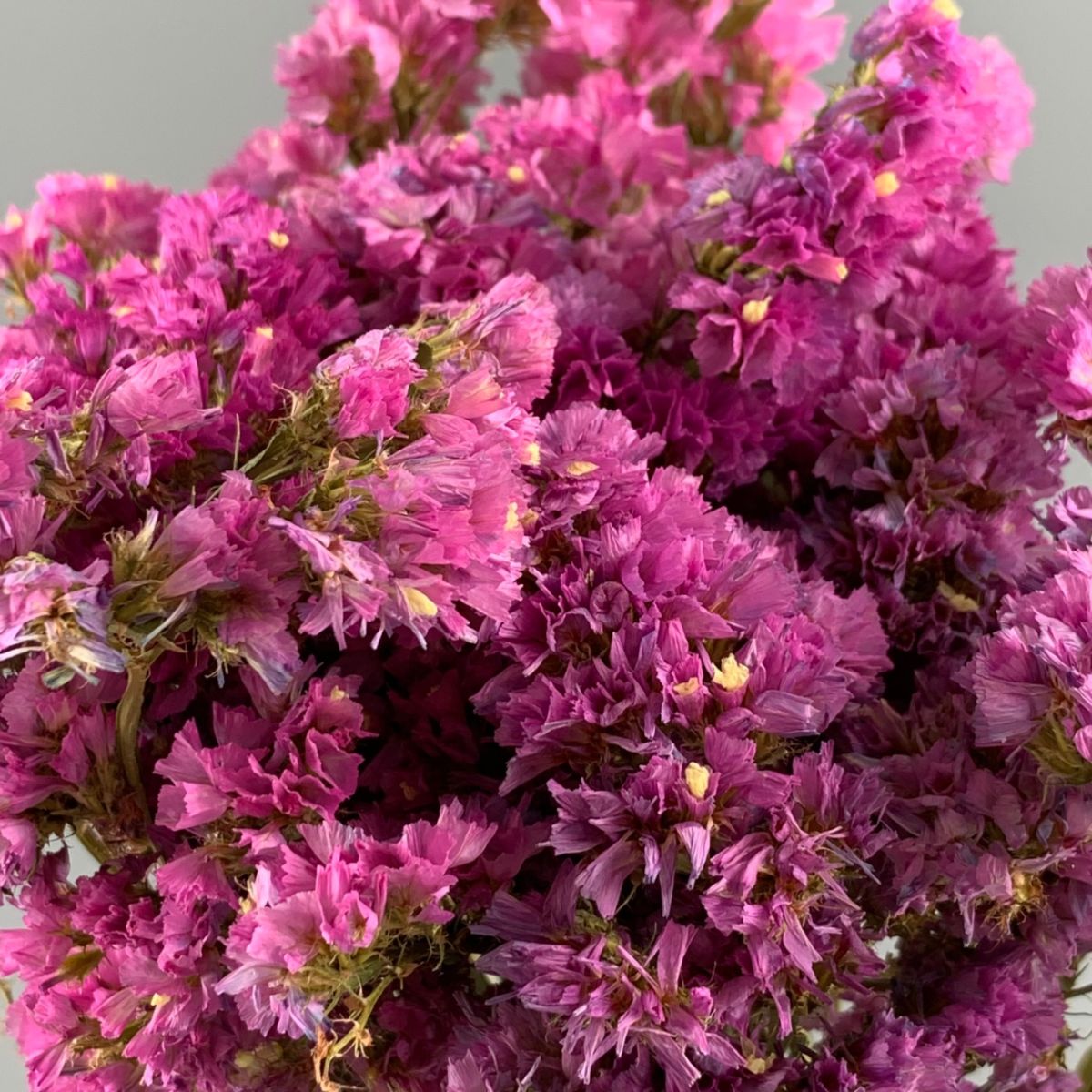 Statice, Pink bunch, approx. 75cm tall Natural dried flowers