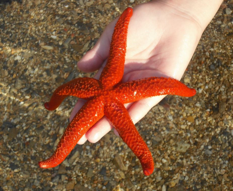 Starfish (Asteroidea) Branson's Wild World