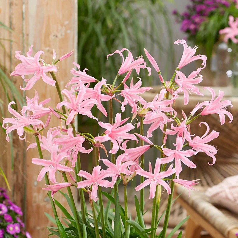 Buy Amandi Naked Lady | Spring Planted Bulbs | Breck's