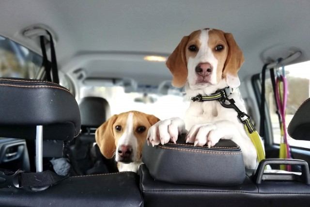 犬を車に乗せるときのNG行為7つ ブリーダーナビ