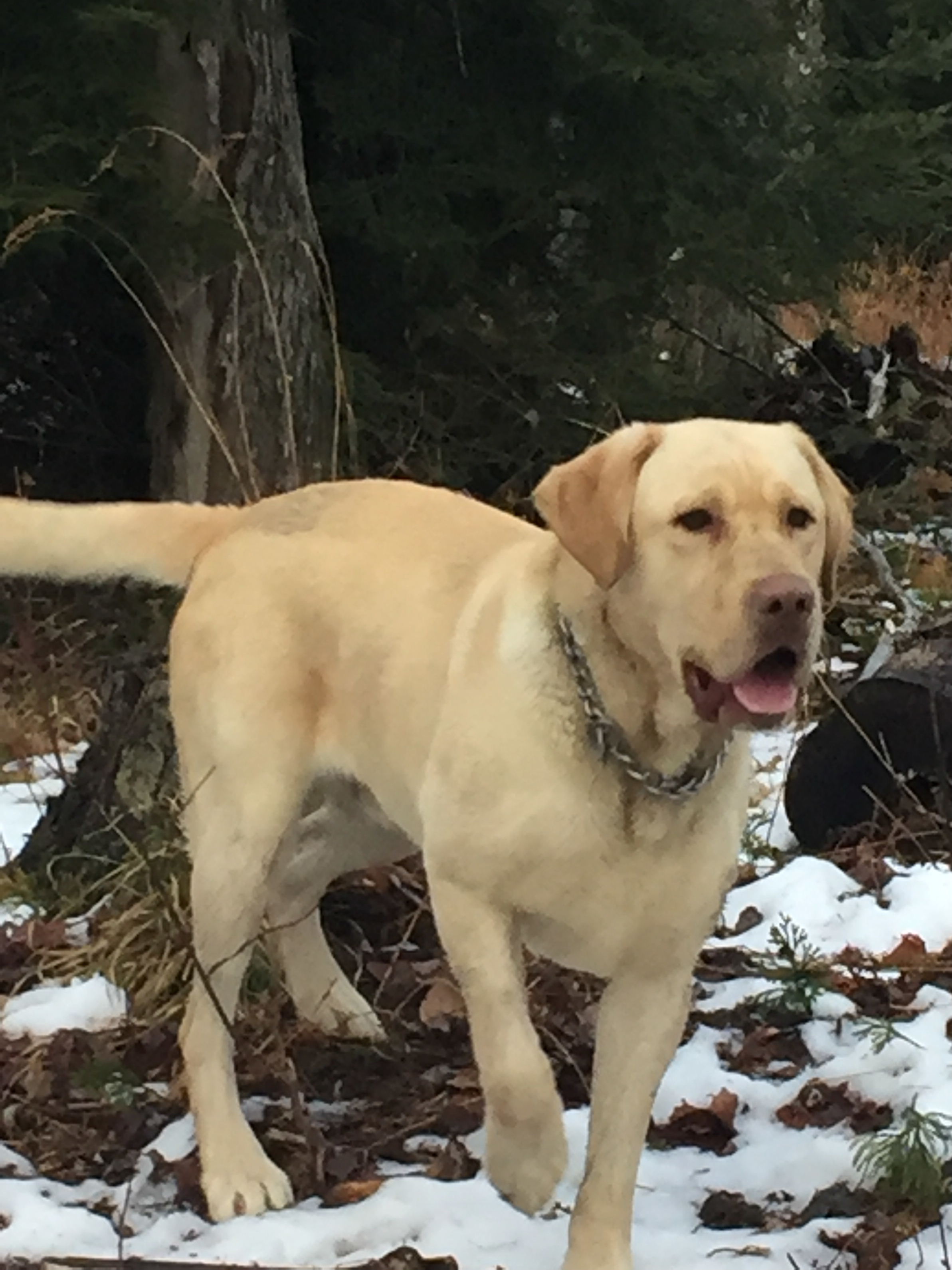 COAL HILL LABRADORS Labrador Retriever breeder in Grampian, PA