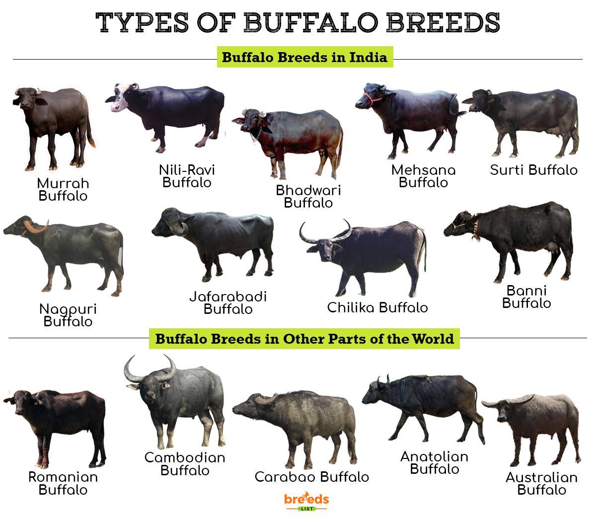 Buffalo Definition History at Barbara Moser blog