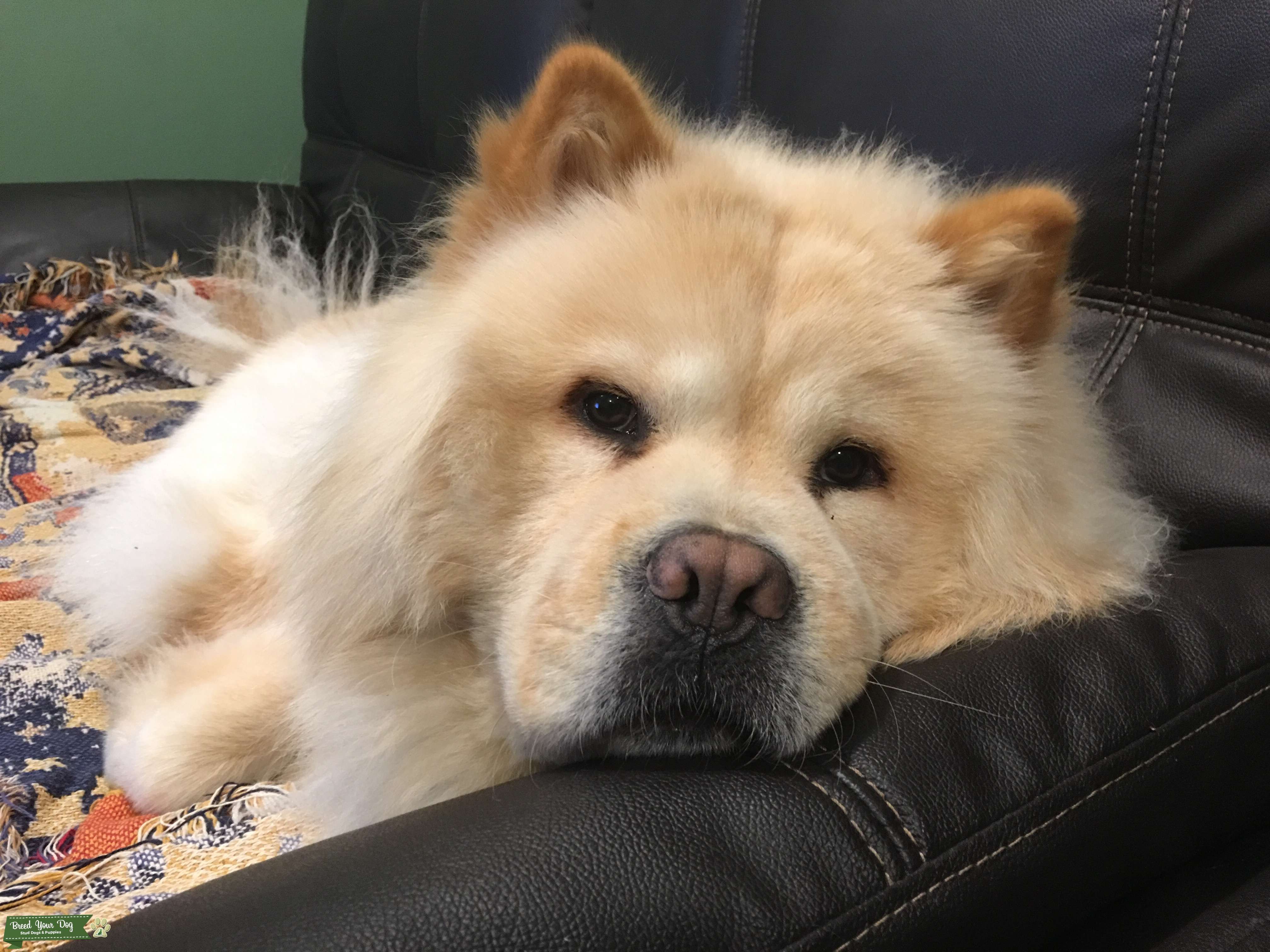 Stud Dog Cream Chow Chow Breed Your Dog