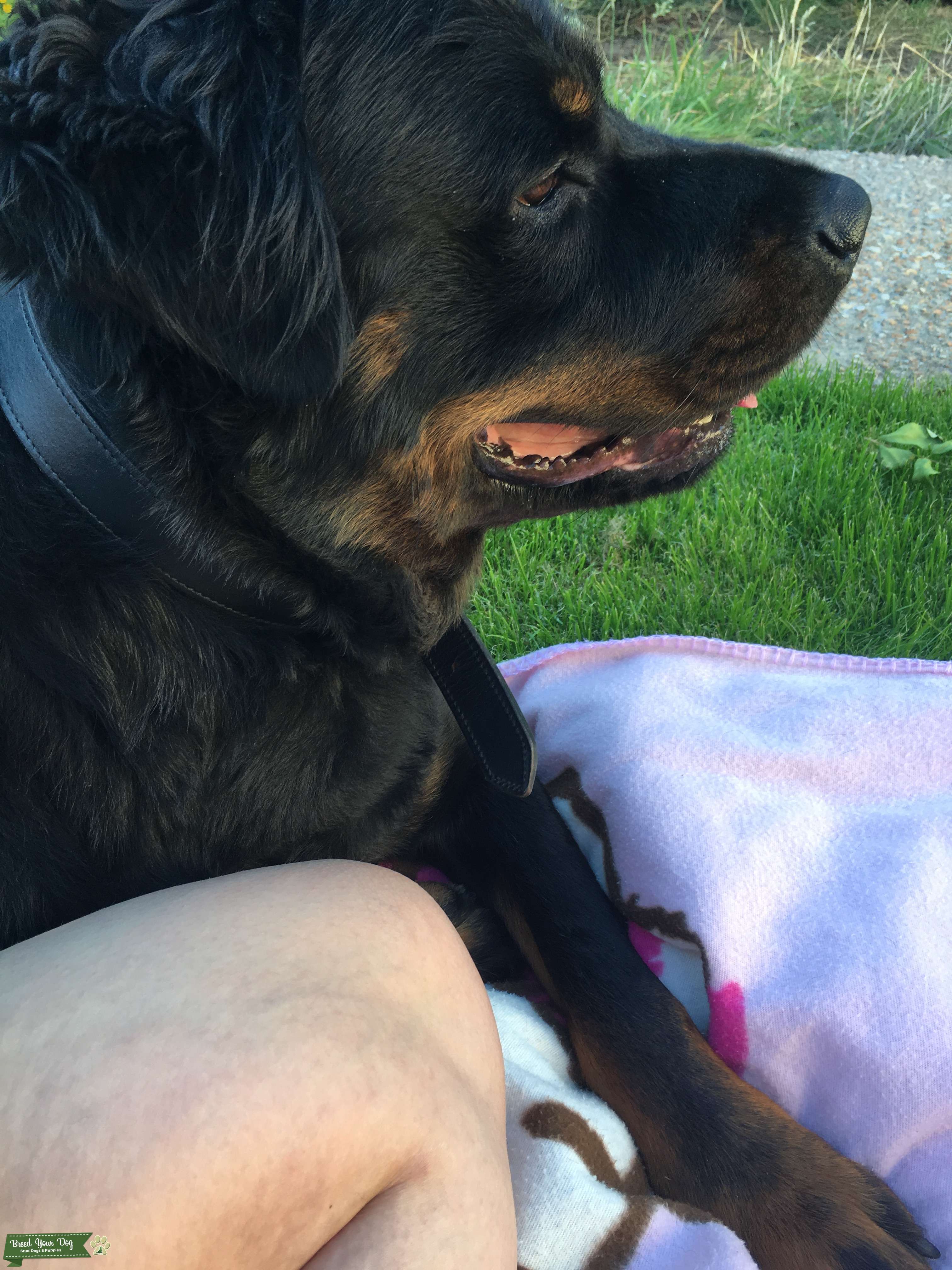 Stud Dog Long haired pedigree Rottweiler to stud Breed Your Dog