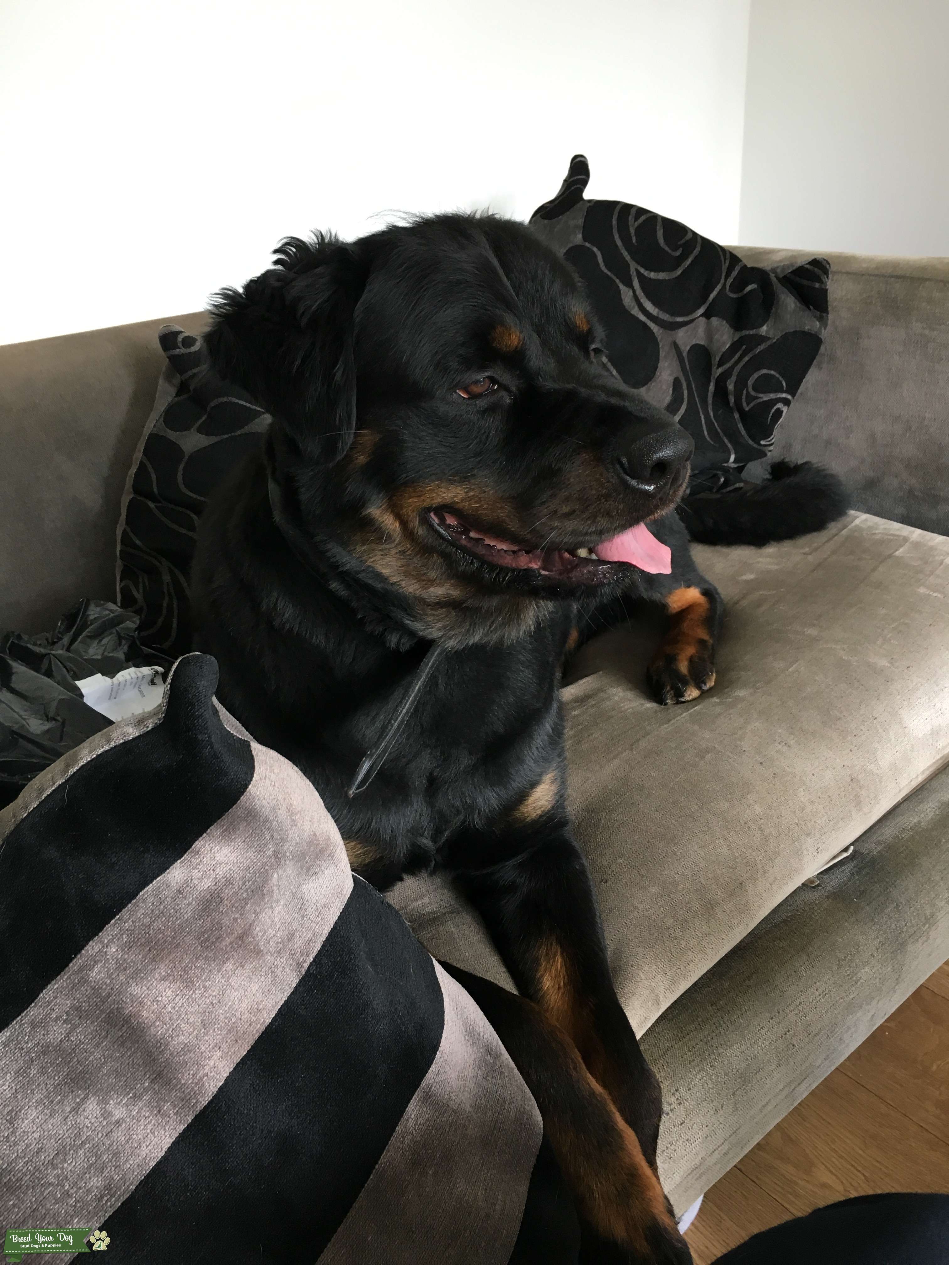 Stud Dog Long haired pedigree Rottweiler to stud Breed Your Dog