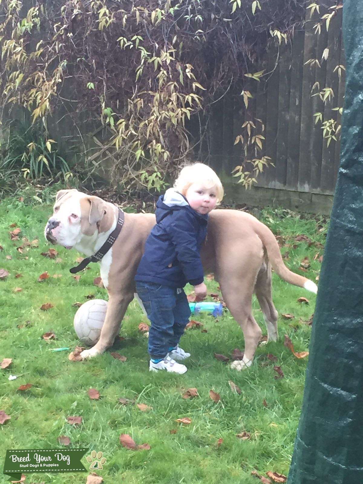 Stud Dog 2 year old Dogue de Bordeaux Cross Cane Corso