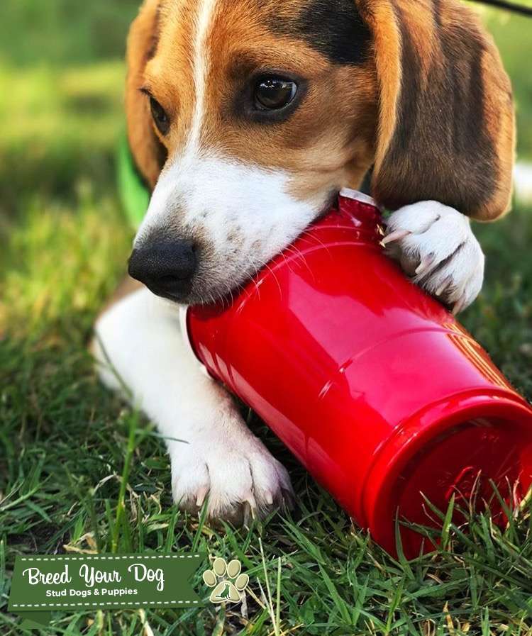 Beagle for stud Stud Dog Arizona Breed Your Dog