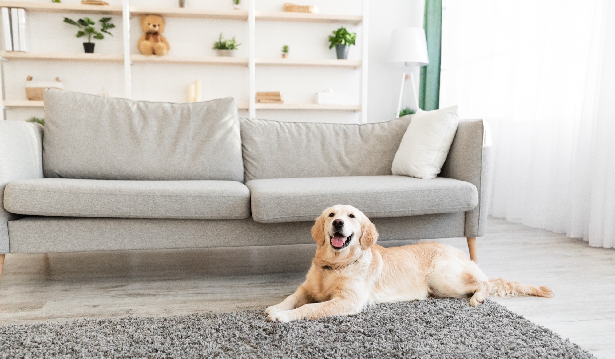 How to Set a Reasonable Airbnb Pet Fee The Ultimate Guide