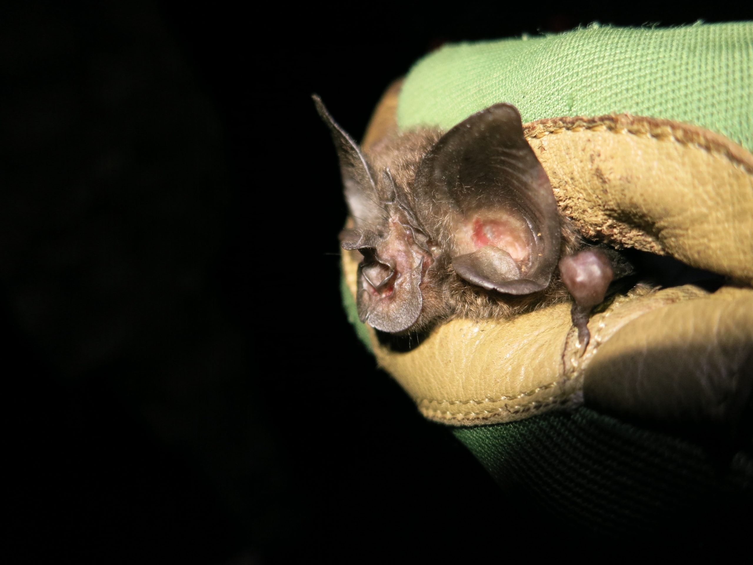 Endangered bat species found in Rwanda