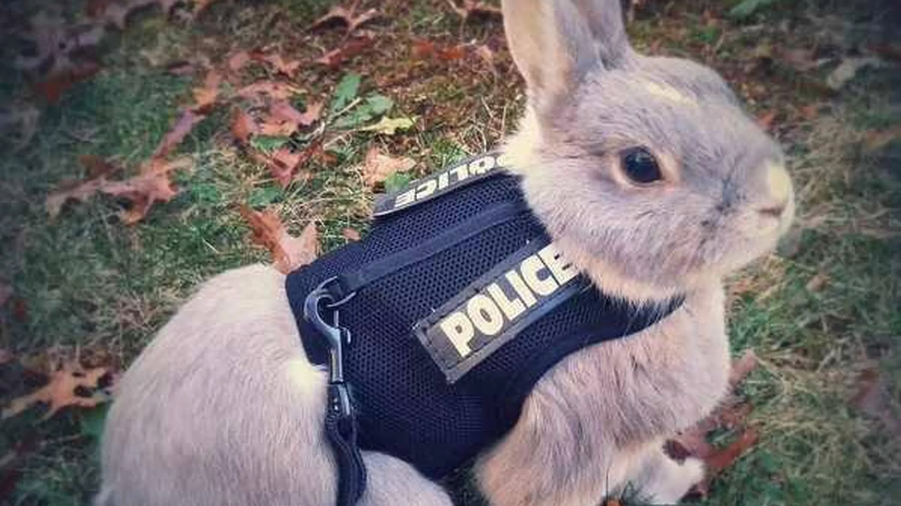Cop that hops! A Rabbit at a K9 unit improves the mental health of