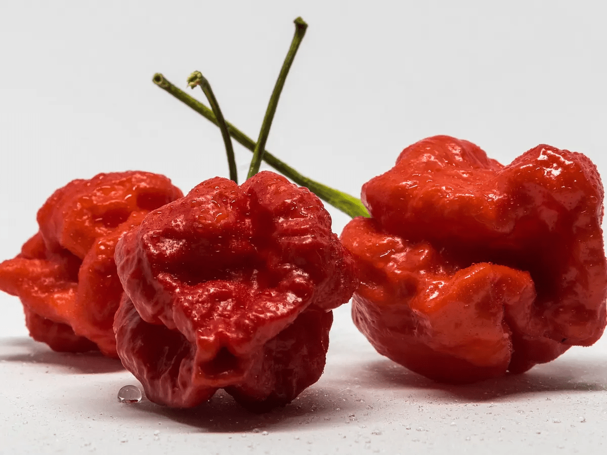 "Pepper X" sets new record as world's hottest pepper, three times