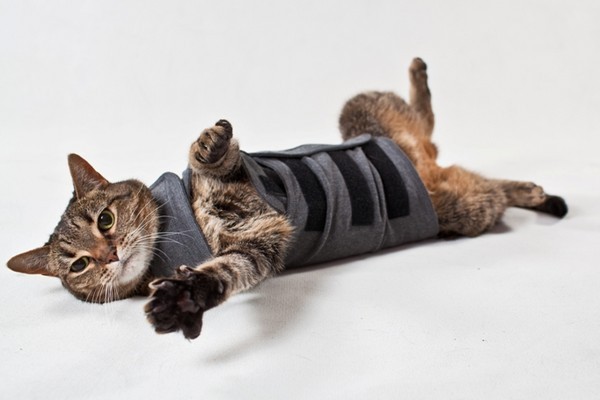 Thundershirt für Katzen gibt es jetzt günstig bei Brekz.de zu kaufen.