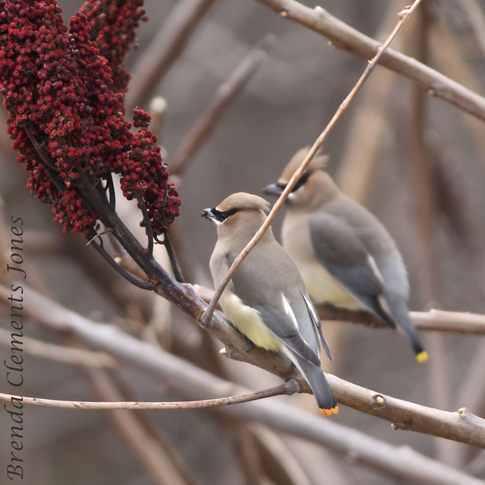 Cedar Waxwings