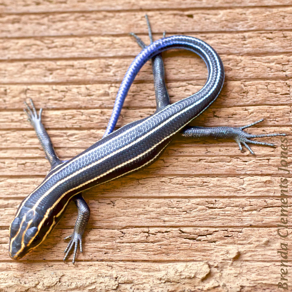 Broadheaded Skink