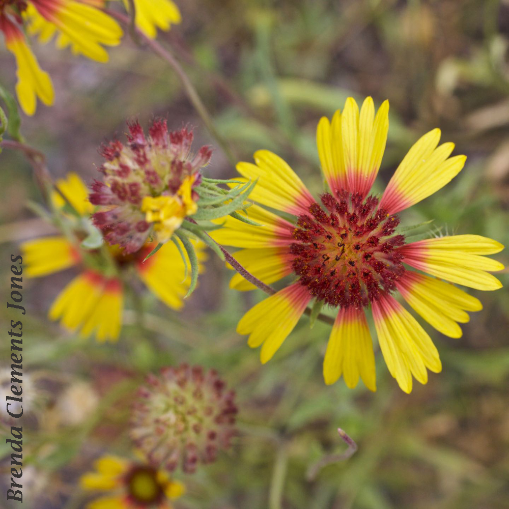 Gaillardia Tendrils