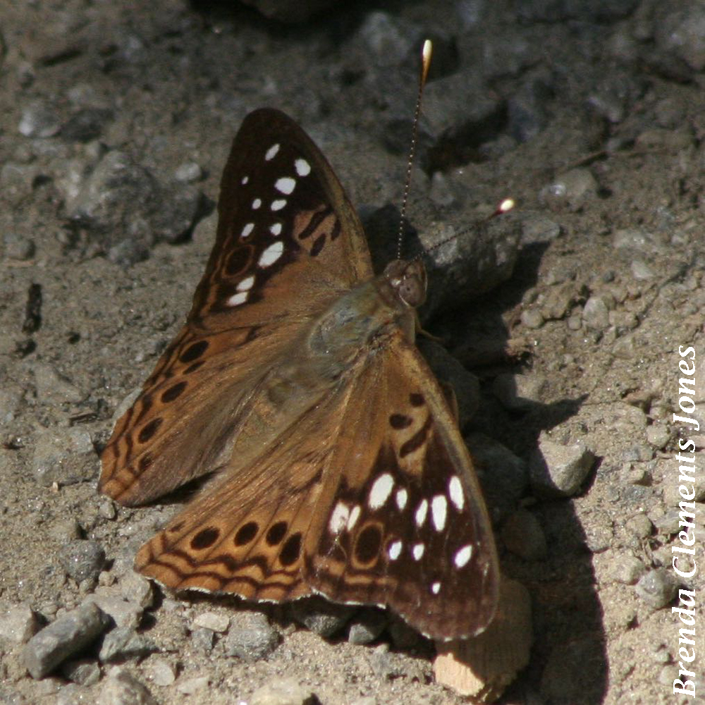 A Difference Between Moths and Butterflies