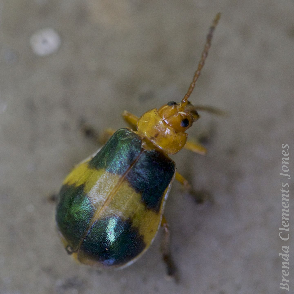 Larger Elm Leaf Beetle